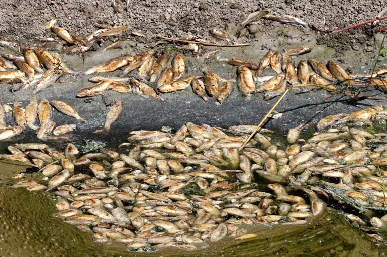 Asi Nehri'ndeki balık ölümlerine inceleme başlatıldı