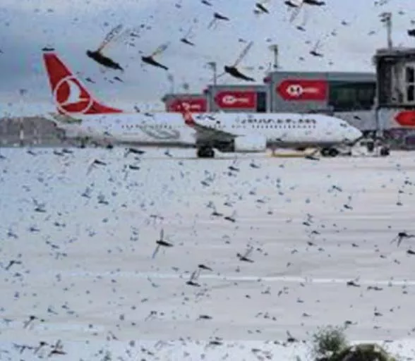 İstanbul Havalimanı'na çekirge istilası