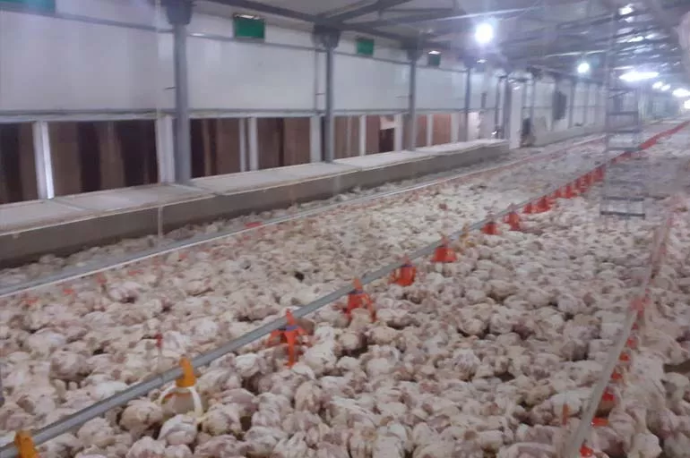 Malatya'da çiftliğin jeneratörü bozuldu 35 bin tavuk telef oldu