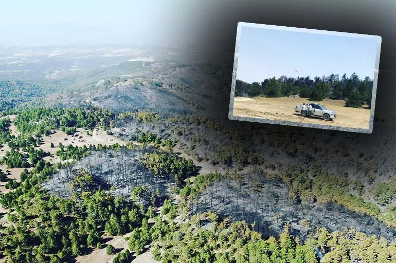 Denizli'de yangından tahrip olan alanların ağaçlandırılacak