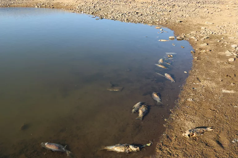 Van'da artan balık ölümleri için inceleme başlatıldı