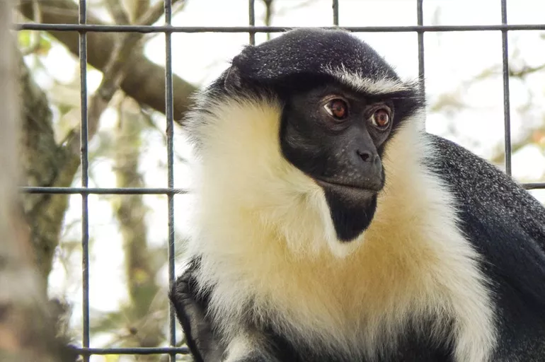 Dünyanın en yaşlı maymunu hayatını kaybetti