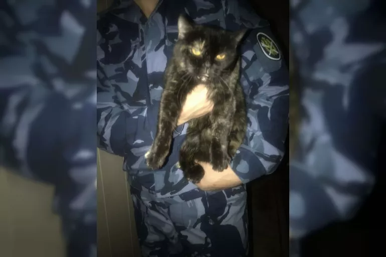 Hapishanede mahkumlara uyuşturucu taşıyan kedi yakalandı