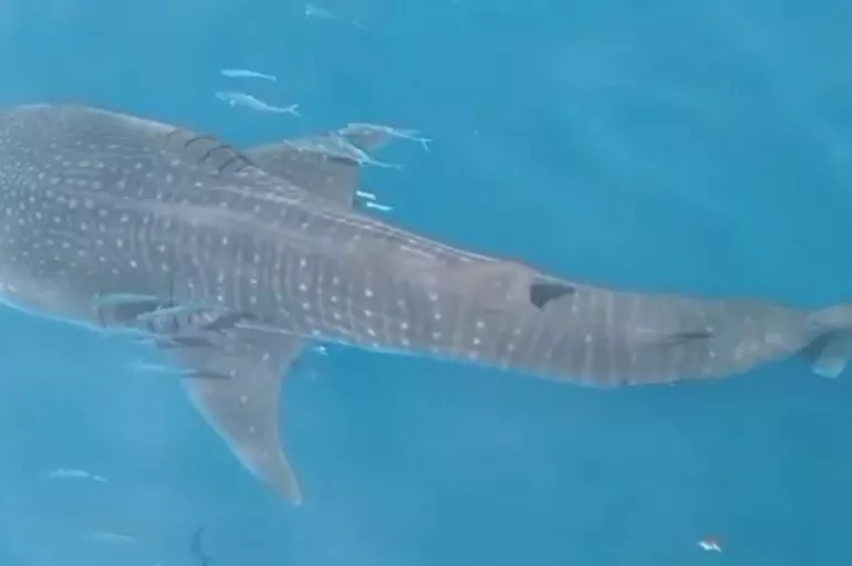 Hatay Samandağ açıklarında köpek balığı şoku