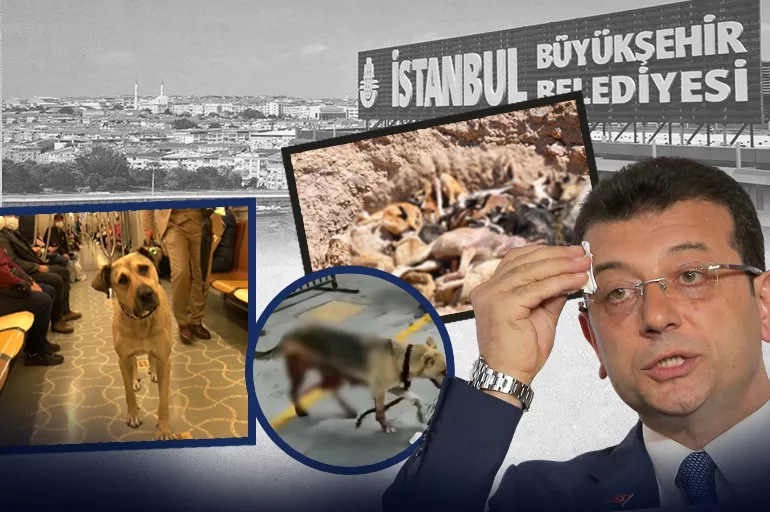 İstanbul'u gezen köpek Boji barınaklara da gider mi?
