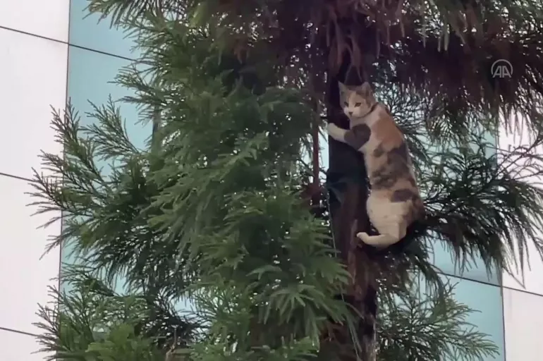 Ağaçta mahsur kalan kedi mahalleyi birbirine kattı