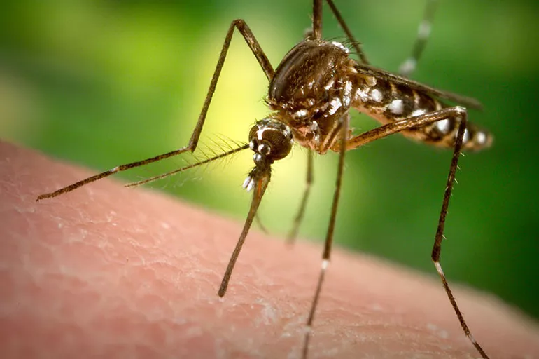 Hindistan'da Zika virüsü endişesi yaşanıyor