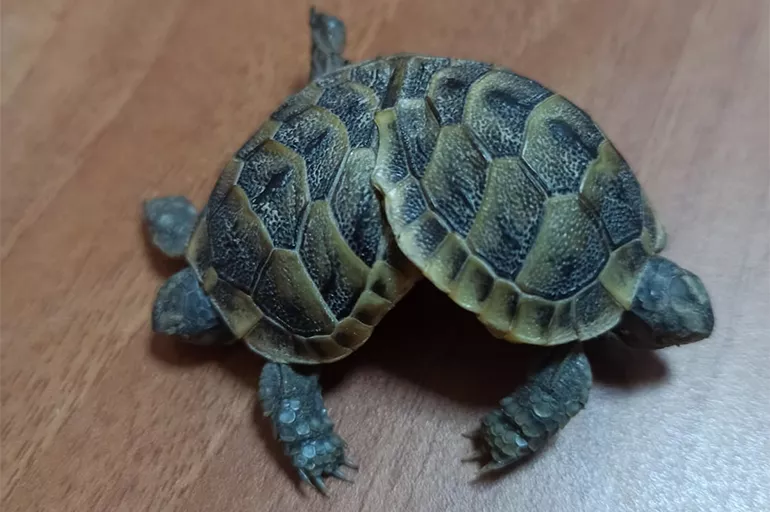 Pamukkale Travertenlerinde siyam ikizi kaplumbağa görüldü