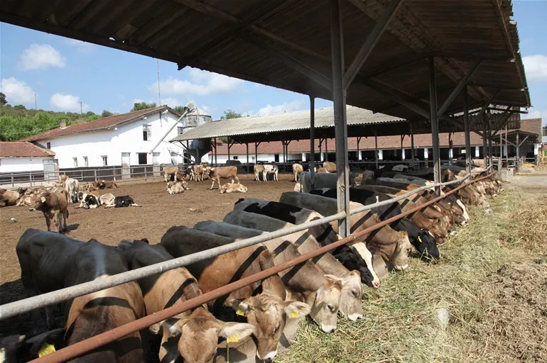 TİGEM yaklaşık 77 bin ton inek sütü satacak