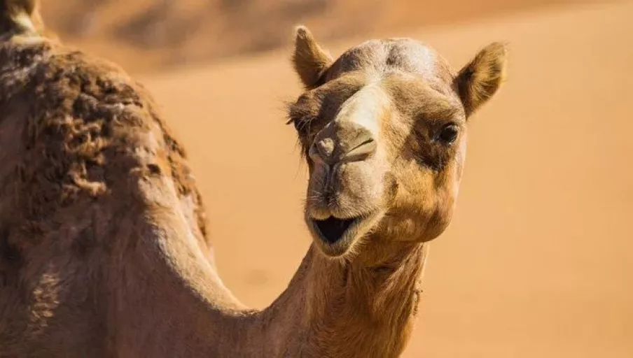 Güzellik yarışmasında botokslu develer diskalifiye edildi