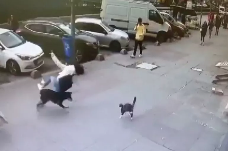 Kediden kaçmak isteyen köpek yoldan geçen kadına çarptı! O anlar kameralara yansıdı