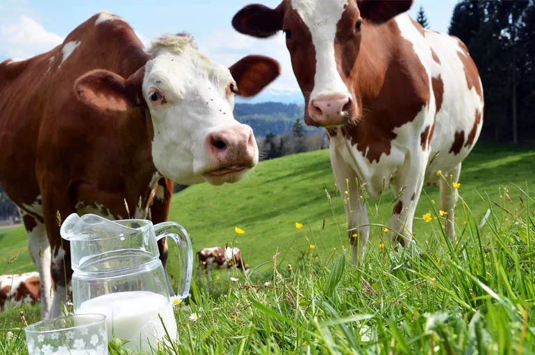 TÜSEDAD'dan yem isyanı: Sütün litresini 4,70 TL'den satamayız