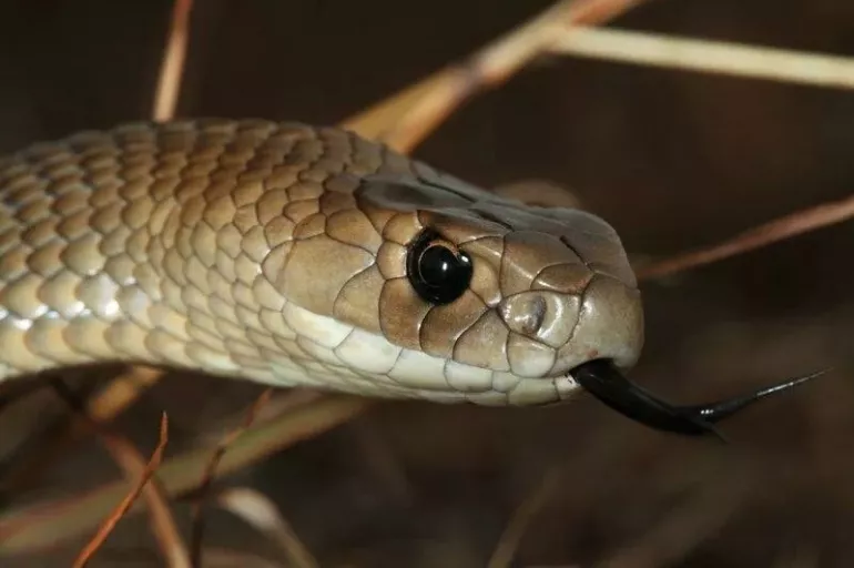 Evinde dünyanın en ölümcül yılanlarından birini buldu! Bakın ne yaptı?