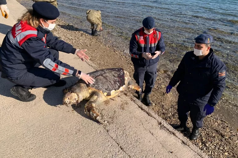 İzmir'de caretta carettanın cansız bedeni sahile vurdu