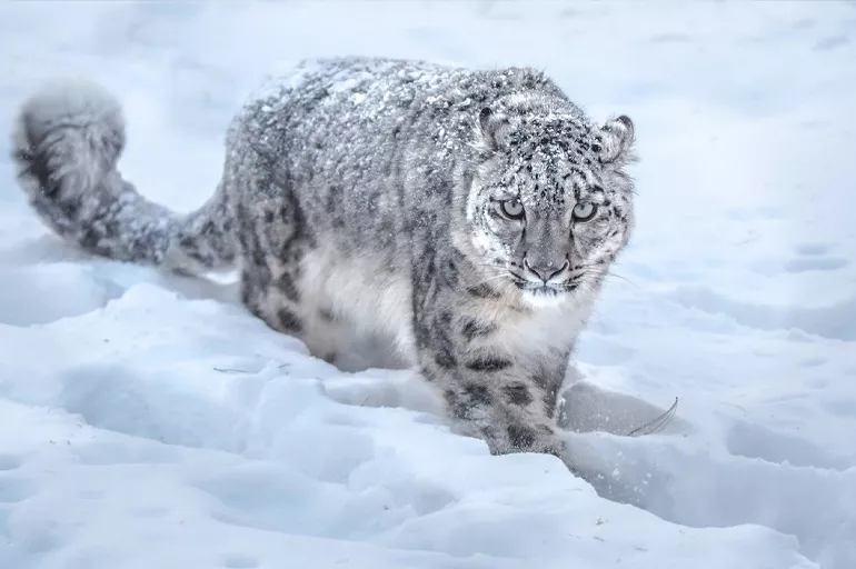 Polonya'da kar leoparı da o hastalığa yakalandı! 2 aylık yaşam mücadelesini kaybetti