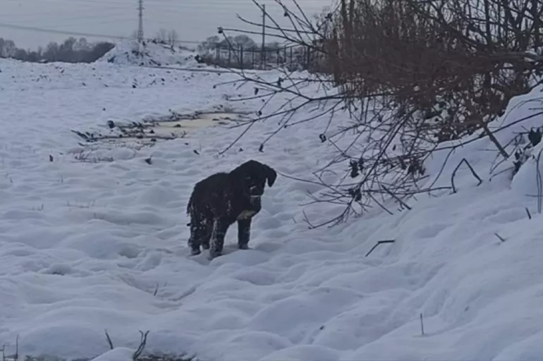 Sakarya'da donmak üzere olan köpek yavrusu kurtarıldı