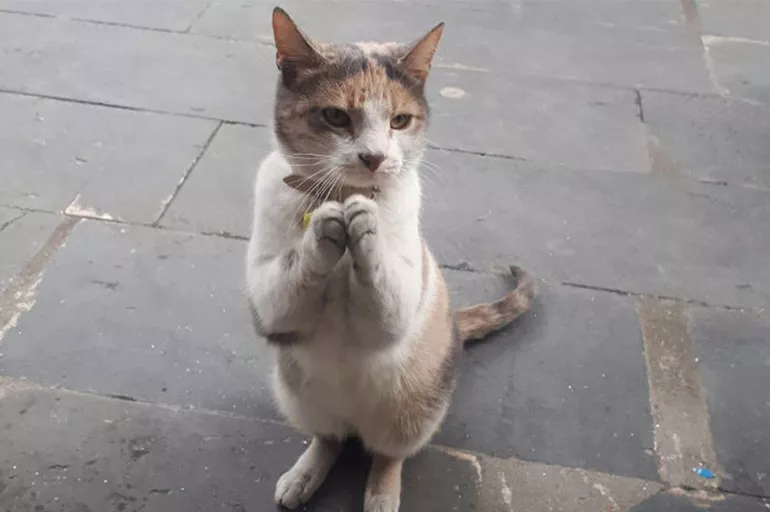 Sosyal medyada viral olan kedi! Acıktığında bakın ne yapıyor