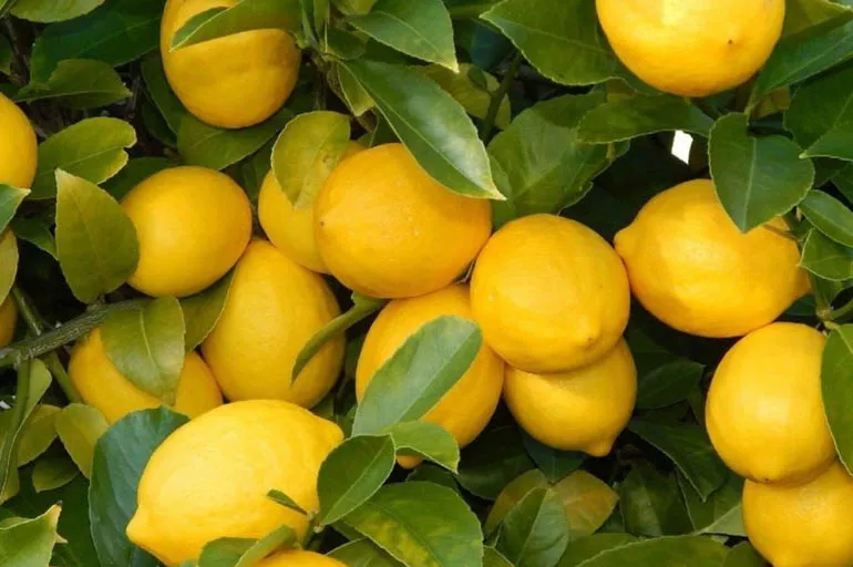 Yarım milyon ton limon sahibini bekliyor! Çiftçiler neredeyse bedavaya verecek
