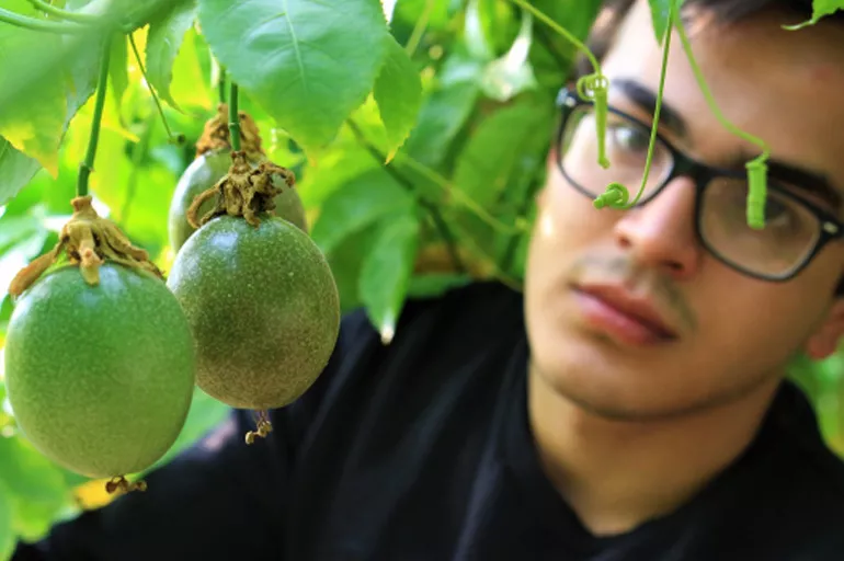 Genç girişimci tropikal meyve üretimine başladı! Kilosunu 120 TL'den satıyor