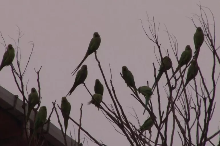 Kadıköy'de papağan akını! Vatandaşlar şaşkınlığını gizleyemedi