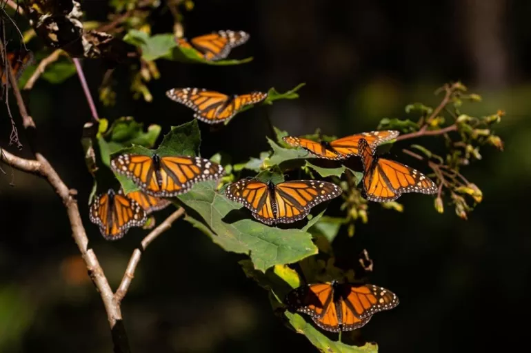 Kral kelebeklerin göç yolculuğundan renkli görüntüler