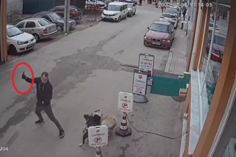 Pes artık! Pitbull'u sokak köpeğinin üzerine saldı! Selfie çekip tekmeledi