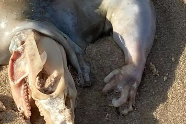 Avustralya kıyılarında gizemli hayvan cesedi paniği! Köpek vücudunda ama sürüngen kafası var