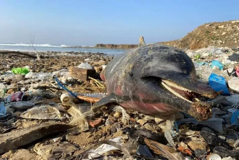 Eyüpsultan sahilinde 24 ölü Yunus balığı kıyıya vurdu! Denizde kimyasal mı var?