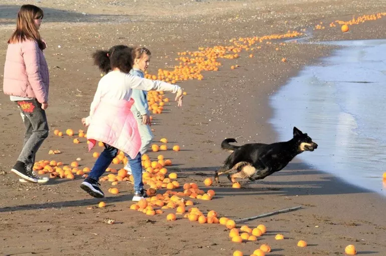 Mersin'de şaşırtan görüntü! Kıyıya binlerce portakal vurdu