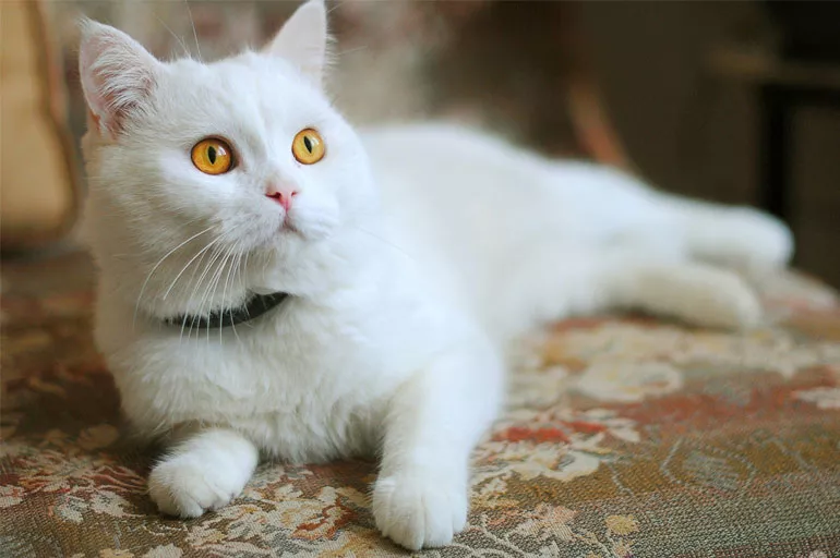 Rüyada kedi görmek ne anlama gelir? Rüya tabiri Diyanet!