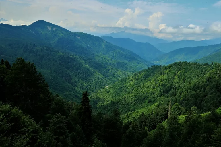 Türkiye'nin orman varlığı artıyor! 6 milyar fidan toprakla buluşturuldu