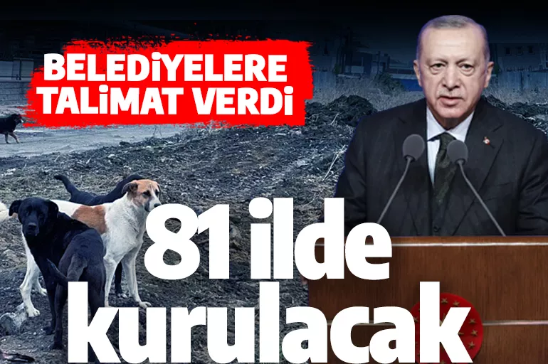 Cumhurbaşkanı Erdoğan'dan belediyelere 'barınak' talimatı: 81 ilde kurulacak
