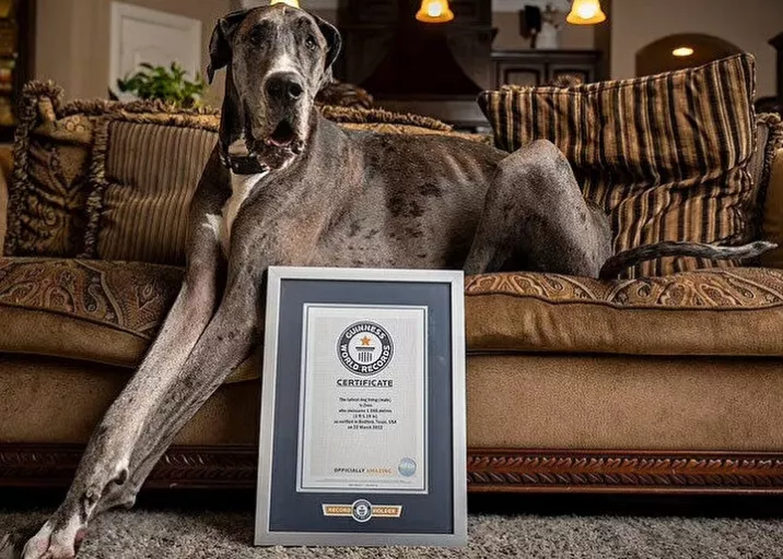 Dünyanın en uzun köpeği Guinnes Rekorlar Kitabı'na girdi! Bakın boyu kaç metre