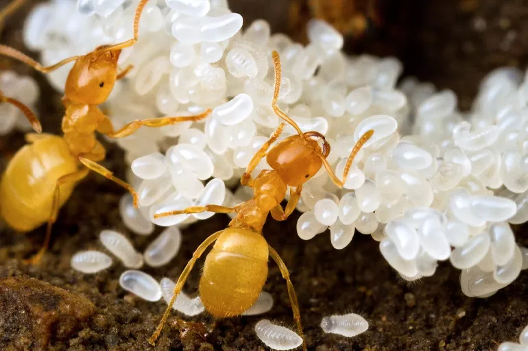 İstenmeyen tüyleri anında yok ediyor! Karınca yumurtası yağı nasıl kullanılır, faydaları nelerdir?