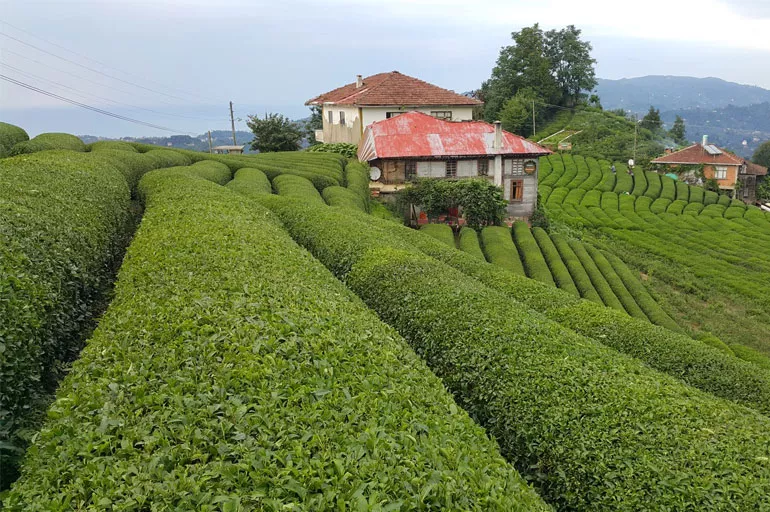 Yeşil çay fiyatı ne kadar oldu? 2022 yaş çay alım fiyatı ne kadar? ÇAYKUR yaş çay fiyatları 2022!
