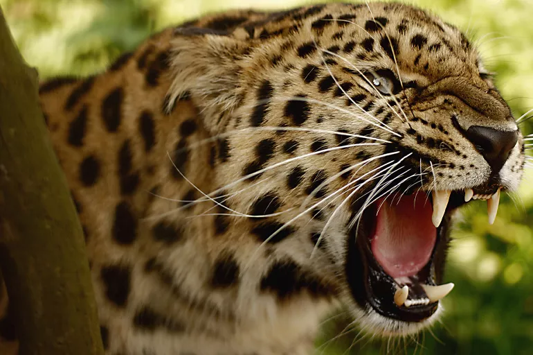 Hindistan'da leopar dehşeti! Ormanlık alanda çocuk cesetleri bulundu