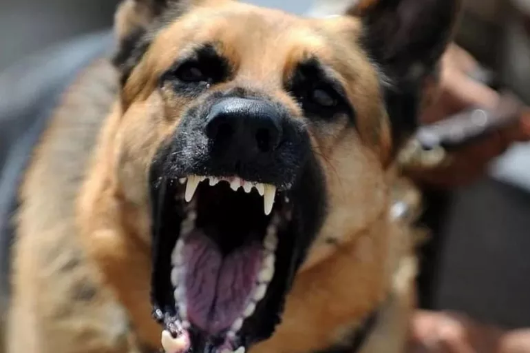 Köpek saldırıları neden arttı? Maruz kalınan frekans dalgaları köpekleri strese sokuyor!