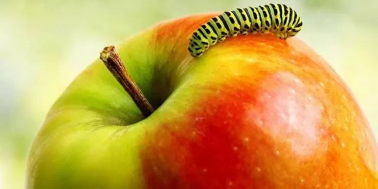 Prof. Dr. Canan Karatay noktayı koydu: Kurtlu meyve sağlıklı meyvedir!