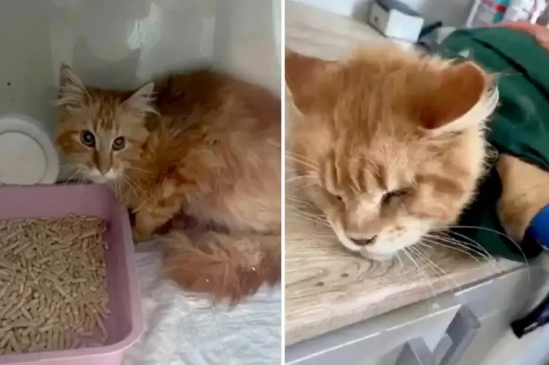 Rusya'da dehşete düşüren olay! Bir kadın evinde beslediği kediler tarafından yendi