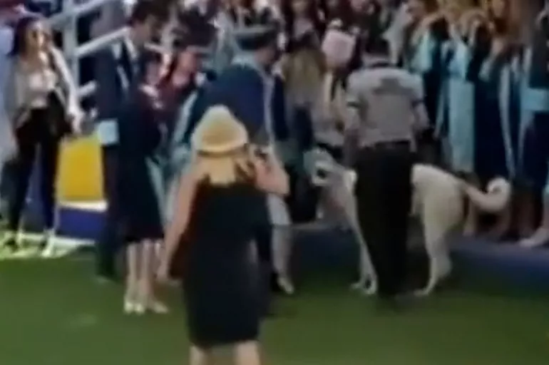 İzmir'de mezuniyet töreninde başıboş köpek dehşeti!