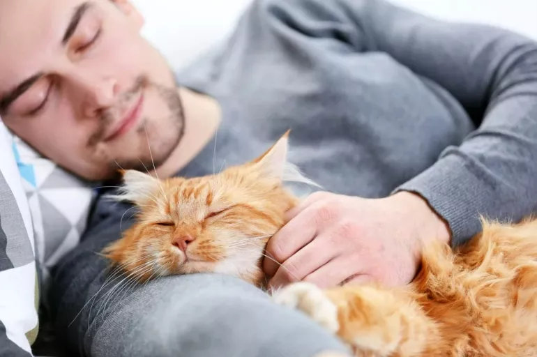Kedi tüyü alerjiye sebep olur mu? Sizi hapşırtan kedinin tüyü değil tüye yapışmış ev tozu olabilir!