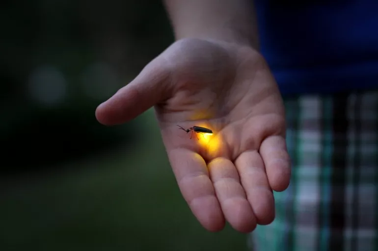 Ateş böceği nasıl ışık saçar? Böceğin karın bölgesindeki lüsiferin, hava ile reaksiyona girince ışık yanmaya başlıyor!