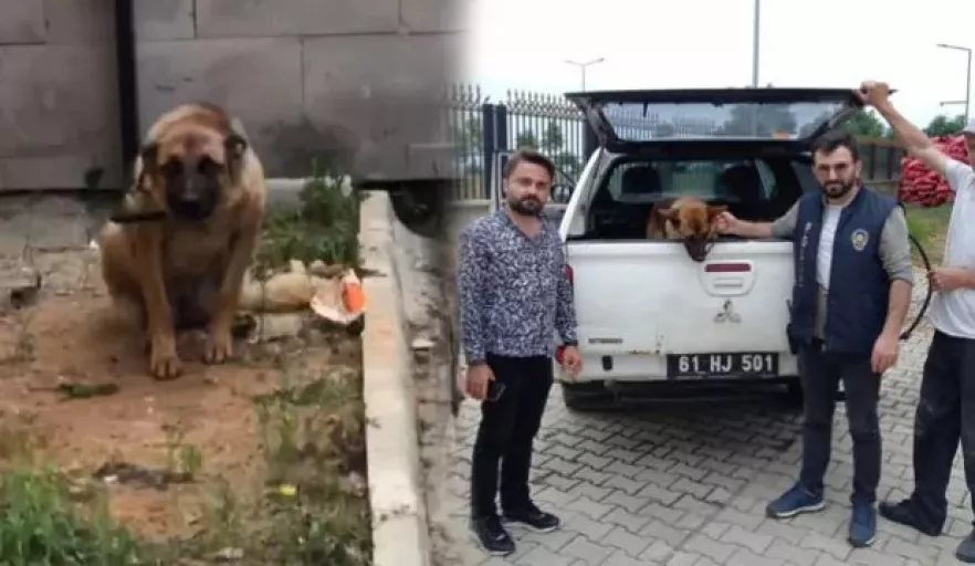 Bu da oldu! Trabzon'da bekçiyi ısıran köpeğe bakın ne yaptılar