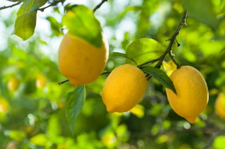 Limon kanserden koruyor! İşte kış aylarında tüketimi artan limonun faydaları!