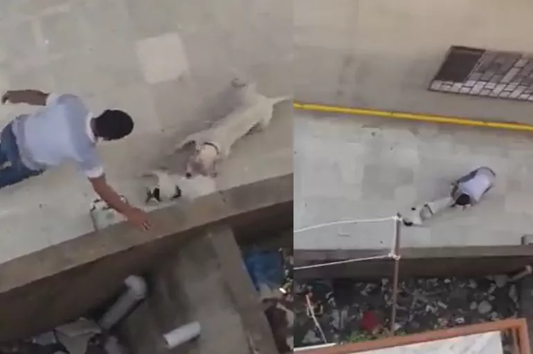Hayvanseverleri ayağa kaldıran video! Kediyi pitbull cinsi köpeğe parçalatıp kuyruğundan fırlattı