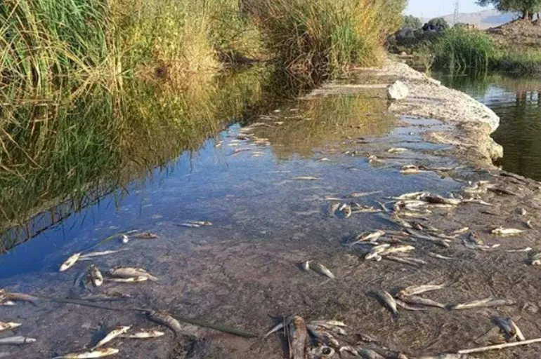 Kahramanmaraş'ta toplu balık ölümleri korkuttu