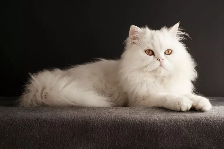 Kedi sahiplenmeyi düşünüyorsanız... İşte ev hayatına en uyumlu ırk olan İran kedileri hakkında bilmeniz gerekenler...