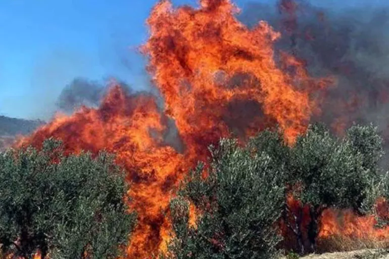 Tekirdağ'da yangın: 50 dönümlük zeytinlik yandı!