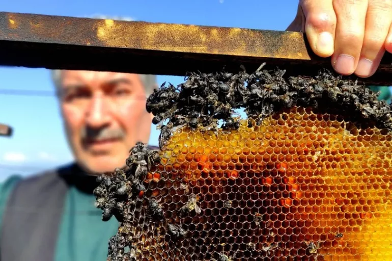 400 kovan arı benzin dökülerek yakıldı!