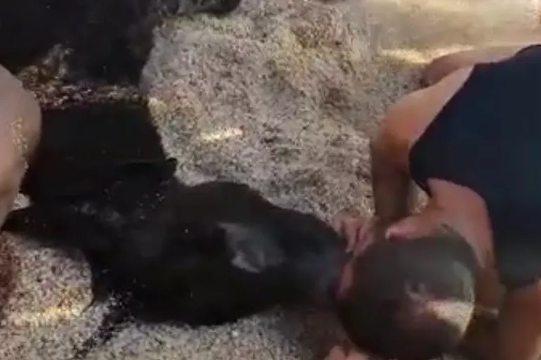 Antalya'da şok görüntü: Denizde boğulan eşeğine suni teneffüs yaptı